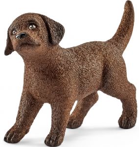 SHL13835 - Cucciolo di Labrador Retriever