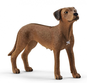 SHL13895 - Cane Ridgeback rhodesiano