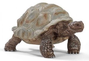 SHL14824 - tartaruga gigante