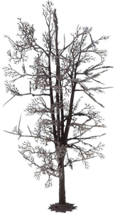 NOC22020 - Struttura ad albero - Tiglio 18;5 cm