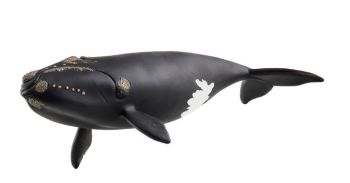 SHL14878 - Balena Atlantica