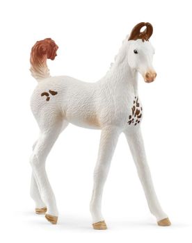 SHL14896 - Puledro Marwari
