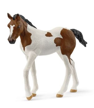 SHL14899 - Puledro di Paint Horse