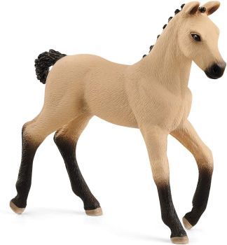 SHL13929 - Puledro Aubere Hanorian