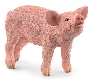 SHL13934 - Maialino