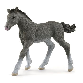 SHL13944 - Puledro Trakehnen