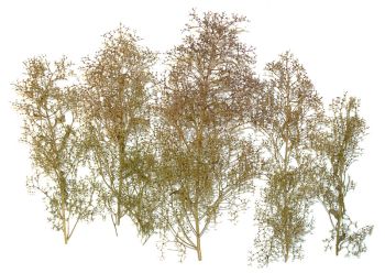 NOC23100 - alberi naturali