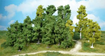 HEK1951 - 14 Alberi decidui 5-12 cm