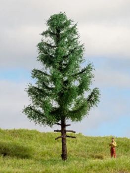 NOC20195 - Abete rosso a fusto alto, 14 cm