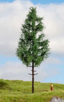 NOC20196 - Abete rosso a fusto alto, 21 cm