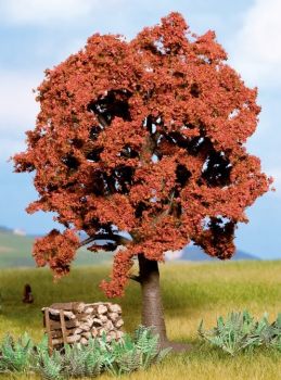 NOC21730 - Faggio rosso 13 cm