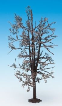 NOC22020 - Struttura ad albero - Tiglio 18;5 cm