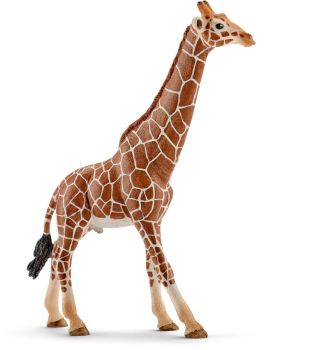 SHL14749 - giraffa maschio
