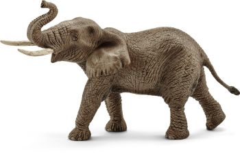 SHL14762 - Maschio di elefante africano