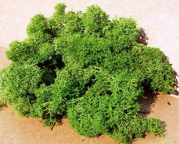 HEK3219 - Lichene verde chiaro 75 g