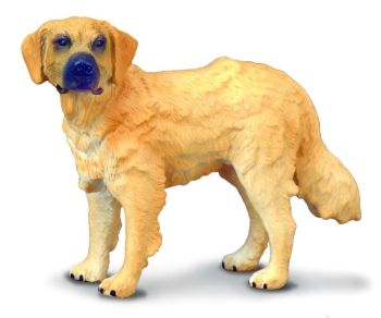 COLL88116 - Cane Golden Retriever
