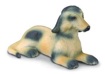 COLL88174 - Cucciolo di levriero afgano