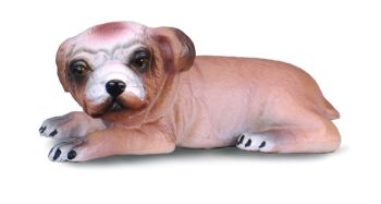 COLL88180 - Bulldog inglese cucciolo sdraiato