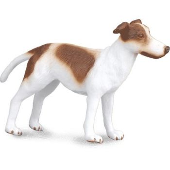 COLL88188 - Cucciolo di levriero
