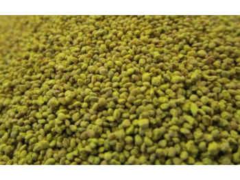 JUW23304 - Confezione da 100 g di chicchi di mais