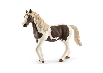 SHL13830 - Pinto mare