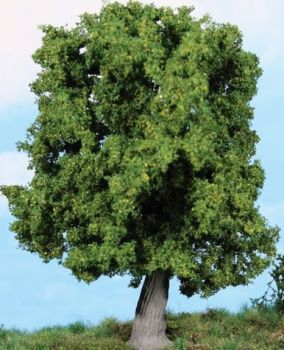 HEK1945 - Quercia nodosa 18 cm