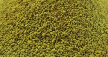 JUW23305 - Sacchetto da 150 g di chicchi di mais