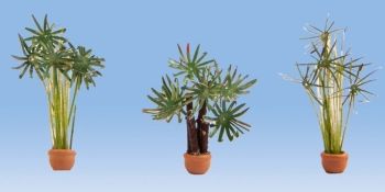 NOC14024 - palme