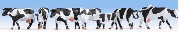 NOC15725 - vacche Holstein