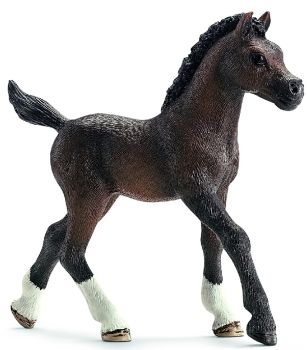 SHL13762 - puledro arabo
