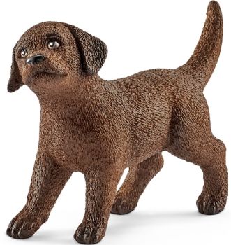 SHL13835 - Cucciolo di Labrador Retriever
