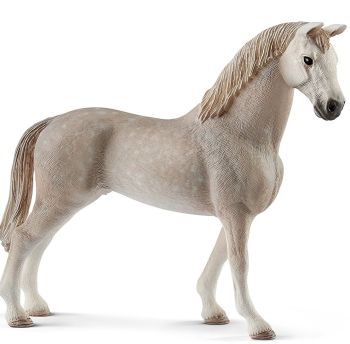 SHL13859 - Castrone Holstein