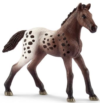 SHL13862 - Puledro Appaloosa