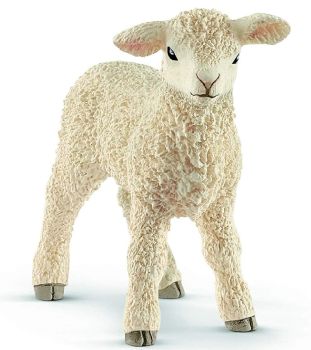 SHL13883 - agnello