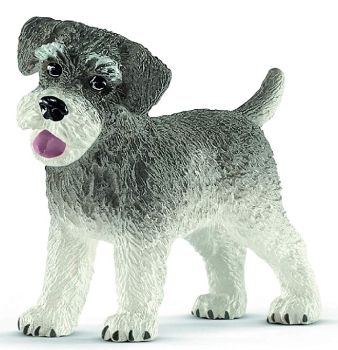 SHL13892 - Schnauzer miniatura