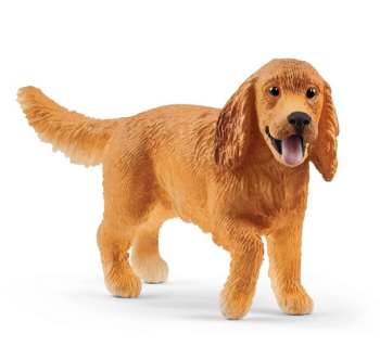 SHL13896 - cocker spaniel inglese