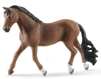 SHL13909 - castrone trakehner