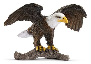 SHL14780 - Aquila calva