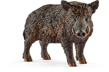 SHL14783 - Cinghiale