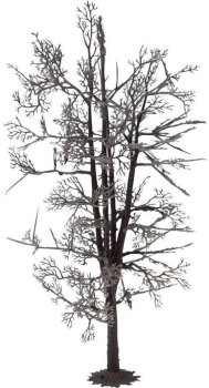 NOC22020 - Struttura ad albero - Tiglio 18;5 cm